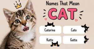 Names That Mean Cat